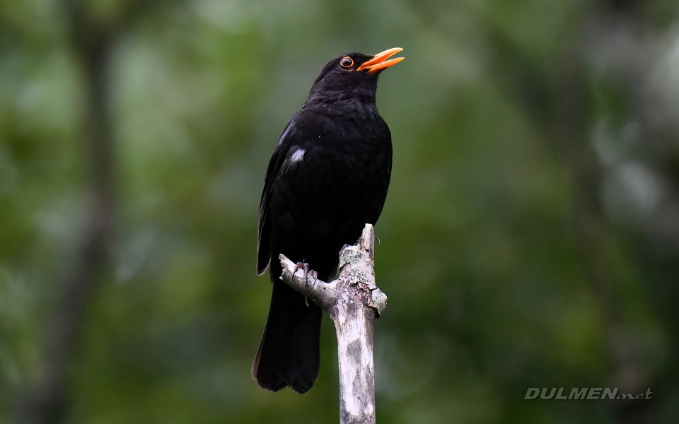 Common Blackbird (Turdus merula)